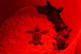 ANSE colaborar en el seguimiento satelital de tortugas bobas (Caretta caretta) nacidas hace un año en Calblanque