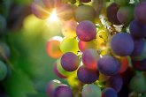 Finaliza la Vendimia ms temprana que se recuerda en el Marco de Jerez, con un ligero aumento de la produccin y una excelente calidad de la uva