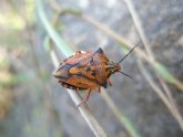 Chinches review, todo lo que se necesita saber sobre este popular insecto