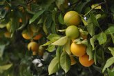 Consum slo vende naranjas valencianas con el sello de calidad IGP Ctricos Valencianos