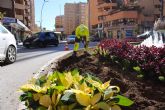 Ya es Navidad en la Plaza del valo de Lorca que se ha teido de rojo y dorado con unas 500 Flores de Pascua