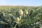 Expertos del sector analizarn los retos del cultivo de la alcachofa en Almorad