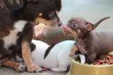 Unchihuahua, grandes consejos para cuidar de cualquier mascota