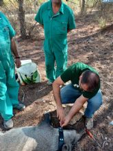 La Comunidad refuerza la gestión de poblaciones de jabalí en colaboración con el Instituto de Investigación en Recursos Cinegéticos