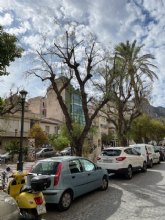 Inicio de los trabajos de sustitucin de arbolado en el Paseo