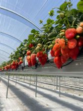 Hidroponía murciana para la fresa de Uruguay: el modelo que está transformando el cultivo sin suelo en el país