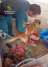 La Guardia Civil libera a una perra y a sus nueve cachorros de un entorno con malas condiciones higinico-sanitarias