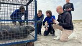 Recuperado un ejemplar de foca gris en la playa de La Llana y trasladado al Centro de Recuperación de Fauna de Valencia