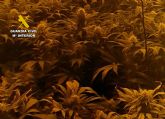 La Guardia Civil detiene a los seis integrantes de un clan familiar dedicado al cultivo ilícito de marihuana