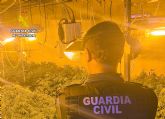 La Guardia Civil desmantela un grupo delictivo que cultivaba gran cantidad de marihuana en Ricote