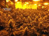 La Guardia Civil desmantela una plantación de marihuana en una vivienda de Calasparra
