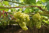 Comienza la temporada de uvas Alcampo Produccin Controlada