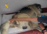 La Guardia Civil investiga en Mazarr�n al propietario de unos perros por maltrato animal