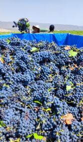 Se inicia la vendimia en la DOP Jumilla