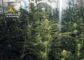 La Guardia Civil desmantela un invernadero clandestino de marihuana en Lorqu