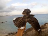 Record de longevidad en pequeñas aves de Isla Grosa