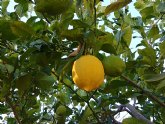 Tres bebidas saludables con la vitamina C del limón de Europa en tiempos de covid