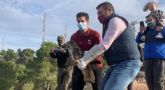 La Comunidad libera dos búhos reales en El Valle tras someterse a rehabilitación en el Centro de Recuperación de Fauna