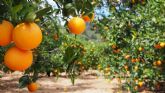 Los pases terceros estn arrebatando la hegemona comercial a los ctricos espanoles, denuncia ASAJA Murcia