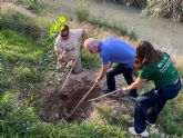El Ayuntamiento refuerza su compromiso con la recuperacin del Ro Segura con nuevas plantaciones en Barriomar