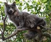 MaskoWe insiste en la importancia de la comida de calidad para la salud de perros y gatos