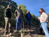 La Comunidad planta 300 ejemplares de 'pinus nigra' en El Carche para evitar la desaparición de la especie