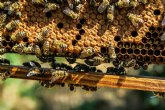 La apicultura es el único ámbito productivo agrario para el que no se ha previsto ningún apoyo específico