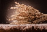 Qu variedades de trigo son ms rentables