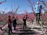 La Comunidad promociona la floracin de Cieza