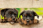 La Cátedra Animales y Sociedad y el Ayuntamiento de Parla inician un proyecto de ayuda bidireccional por la inclusión social y la adopción de perros