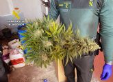 La Guardia Civil desmantela en Abarán un grupo criminal dedicado a la producción a gran escala de marihuana