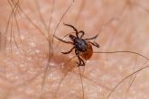 Salud lanza recomendaciones para evitar el contagio de la Enfermedad de Lyme