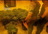 La Guardia Civil desmantela en Mazarrón un punto de producción de marihuana