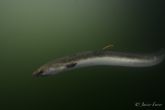 WWF y ANSE piden una acción urgente y coordinada para salvar la anguila europea