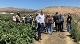 El Llano de Zafarraya, la nica huerta de Espana donde brotan alcachofas en verano