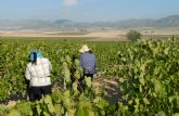 163 viticultores recibir�n cerca de 1,2 millones de euros de ayudas para la cosecha en verde