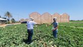 Proexport examina las innovaciones varietales en mel�n y sand�a que presentan las principales casas de semillas europeas en la Regi�n de Murcia
