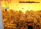 La Guardia Civil detiene a una pareja por cultivo il�cito de marihuana y robos en Las Torre de Cotillas