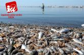 IU-Verdes: 'El ecocidio del Mar Menor no está causado por un desastre natural'
