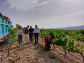 Comienza la vendimia en la Región de Murcia con el objetivo de alcanzar 80.000 toneladas de uva de excelente calidad