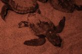 Nacen 49 ejemplares de tortuga boba en el nido del Parque Regional de Calblanque y otras cuatro en el Centro de Recuperacion El Valle