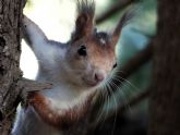 Un proyecto pionero estudiar el papel de la ardilla roja en el equilibrio ecolgico de Sierra Espua