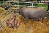 Comienza la cuenta atrás para conocer las mejores granjas de porcino