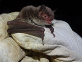 ANSE confirma por primera vez la reproducción de un murciélago en peligro de extinción en Castilla La Mancha