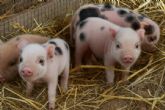 Terra Natura Murcia da la bienvenida a doce ejemplares de cerdo enano