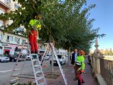 Parques y Jardines poda las ms de 20.000 moreras del municipio de cara al invierno