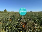 Agraz (Conesa Group) se ala con Fertiberia para reducir emisiones y acelerar la innovacin biotecnolgica en el cultivo de tomate