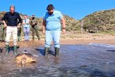 La Regin alcanza las 259 tortugas bobas reintroducidas con la suelta del ejemplar ms grande registrado