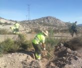 El Ayuntamiento de Lorca planta 150 árboles de tipo pinus halepensis en la subida a la ermita de La Salud en La Hoya