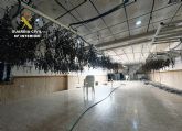 La Guardia Civil desmantela un invernadero con un millar de plantas de cannabis en un antiguo restaurante de Casillas-Murcia